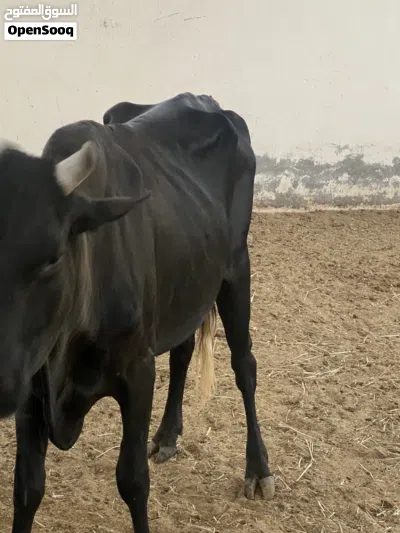 ثور هولندي 3