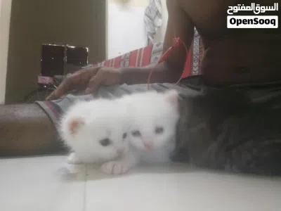 persian cat for sale 3