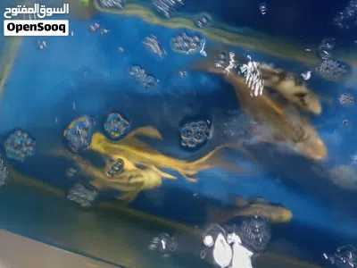 BIGGER SIZE OF BUTTERFLY KOI FISH FOR SALE 4