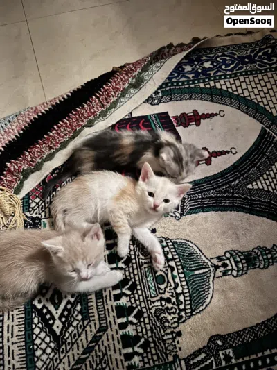 3 Kittens for adoption 2