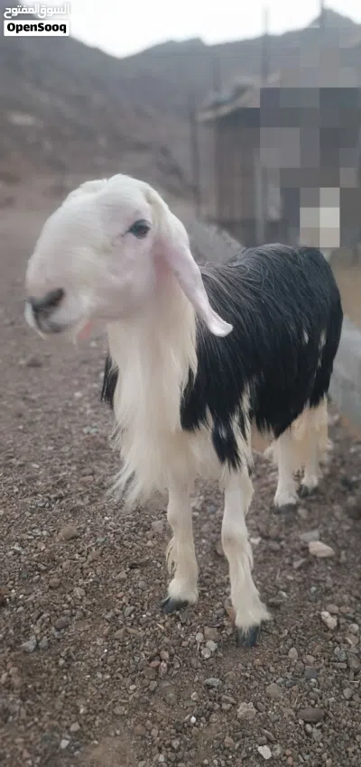 كبش نجدي بيور أصل مد وطول تبارك الرحمان 2