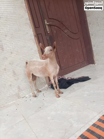 تيس محلي ممتاز إنتاج حلو 3