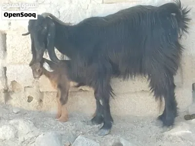 عنز ورها جدي روم عليها معاها ريشه حبه من جال صحه متازة وبزرة بلديه حشمه ونخب مطعمات ماخذات مطعوم 4