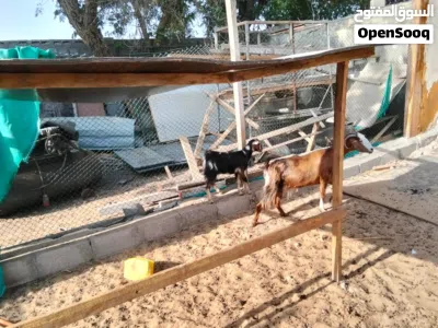 Goats sale Sharjah al zubair 4