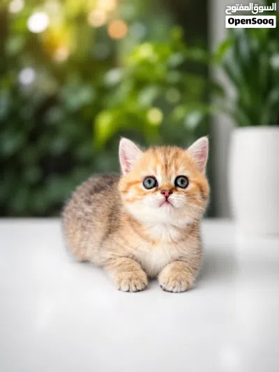 بنات اسكوتش 3