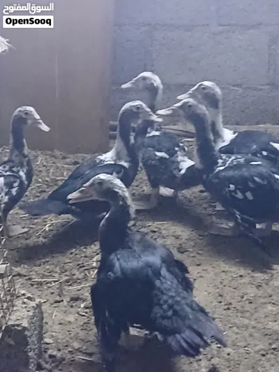 بط مصري للبيع 4