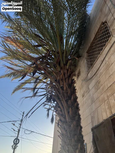شجرة نخيل ذكر 3