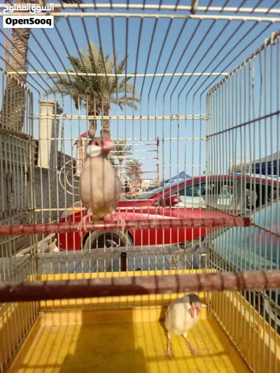 زيبرا للبيع 2