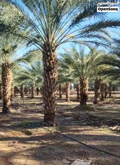 لامتلاك بركة الأرض.. نخيل مثمر من أجود الانوع الوصف: نعلن عن توفر نخيل مثمر (النوع طابوني..حلوي 4
