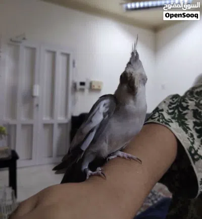 Cockatiel bird Team bird 2