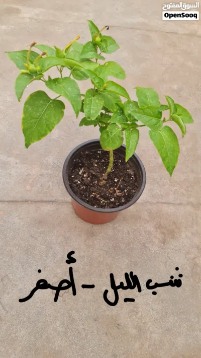 undefined 3