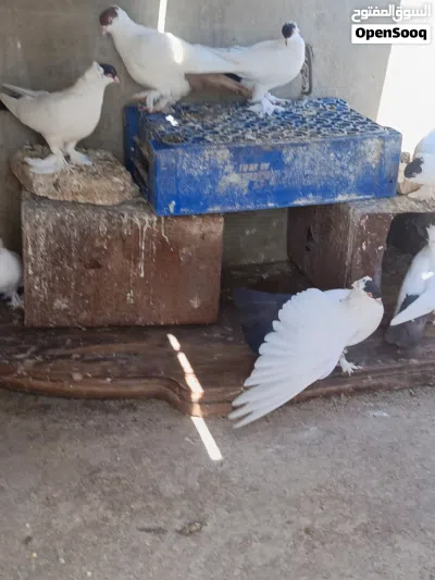 حمام للبيع 3
