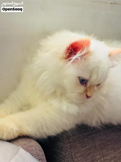 Female Himalayan Doll Face Cat for sale 3
