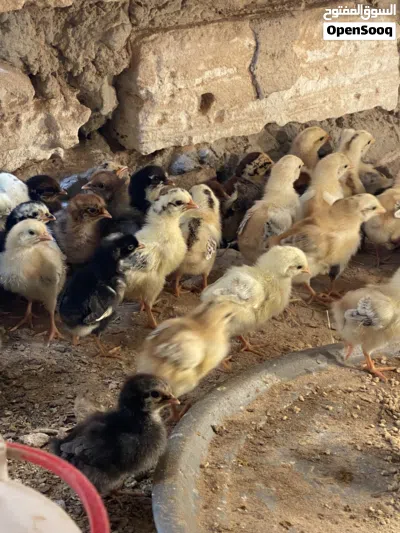 كتكوت زاويه الغرب تبارك الرحمن 3