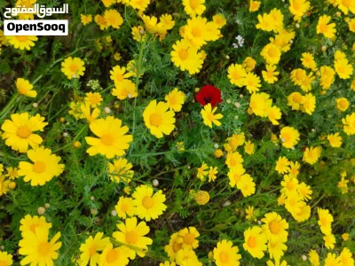 مكتب مفروش جاهز للعمل 3