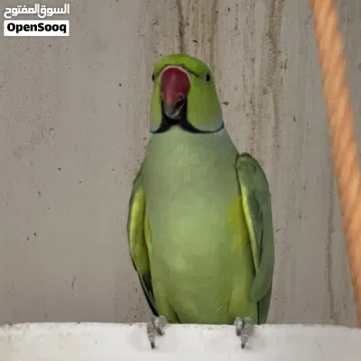 زوج ببغاء دره الاخضر الحجم الجامبو 4