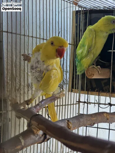 دره للبيع لون اصفر ذكر وانثى مازوت تركيبه جديده الانثى متبهدل شوي ضاربنها ذكر نيبالي معذبنها والذكر 2
