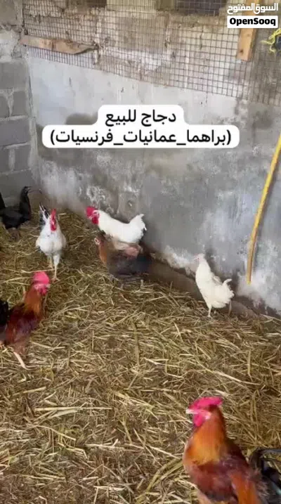 دجاج للبيع 2