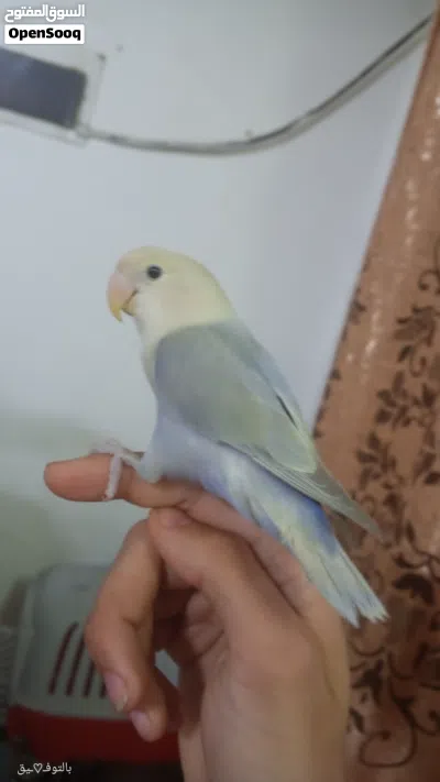شوف الوصف عصفور روز فرخ مفطوم جديد اليف 4