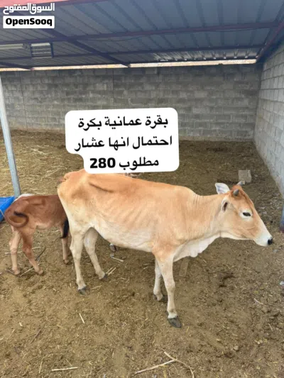 ابقار عمانية للبيع 2