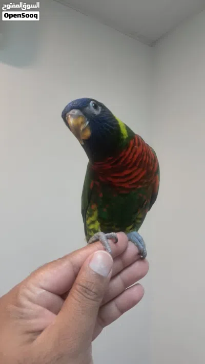 Rainbow lory fully hand tamed 3