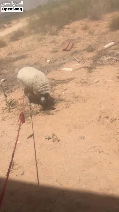 السلام عليكم خروف بيع ربي يبارك 2