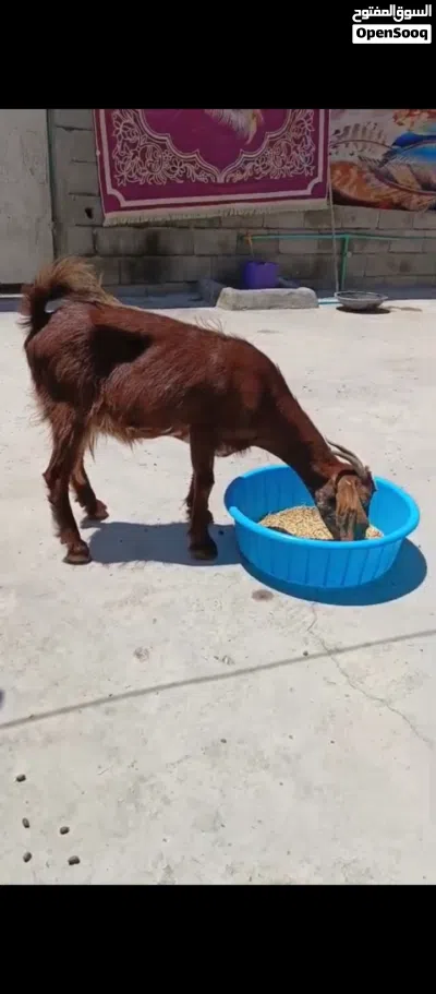 ماعز ماجايبه ولا بطن صاحيه 2