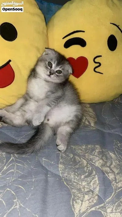 longhair Scottish Fold Cat with thick soft fur loves to play and be pampered the perfect co... 2