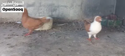 جوزين حمام شغل حضانه حنونات وهاديات الجوزين بتركن عليهم تحط تحتهم بيض وتطلع فراخ ان شاء الله 2
