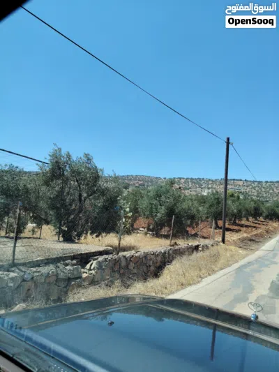 للبيع 3500 م حوض السناد مزروعة كامل وخدمات قبل المعسكر 3