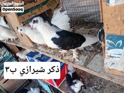 لي البيع او البدل باناث شمسيات مجموعه من الحمام 3