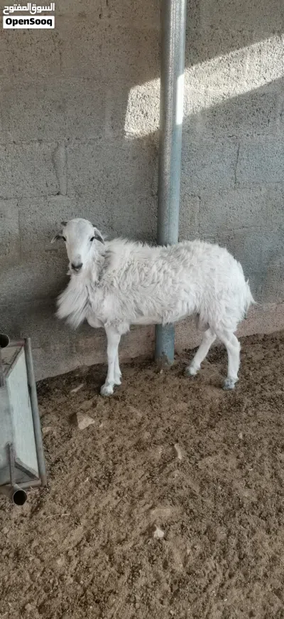 كبش يمني أصل نوع شوير 2