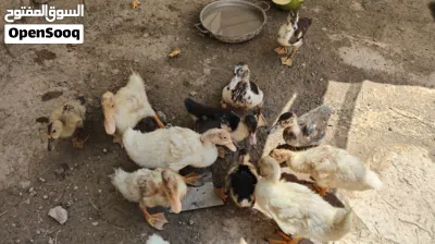 بش مصري بحت 4