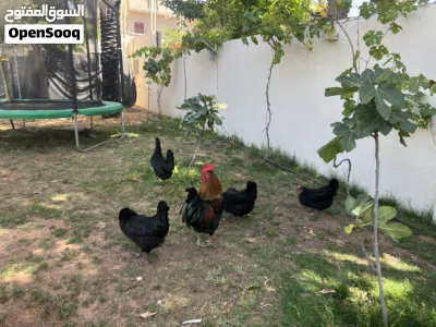 استرلوب للبيع 2