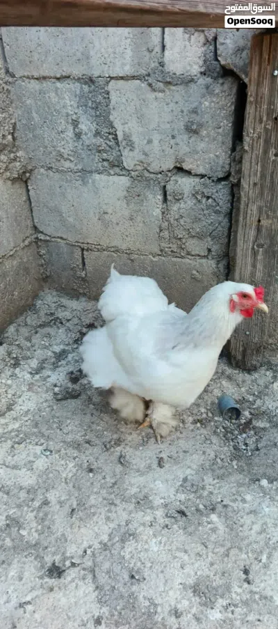 دجاج براهمي 3