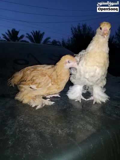 دجاج براهمي 4