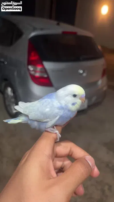فرخ رينبو وصف ممتاز 4