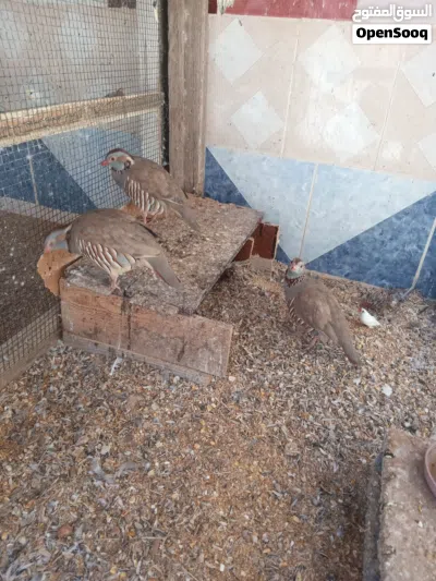 للبيع طائر الحجل عدد ذكرين وانثى 2