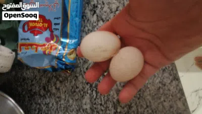 سيت دجاج فيومي من اقوه واحسن السلالات في العالم والكل متفق علا هاذا الشي والوانه الجذابه والجميله. 2