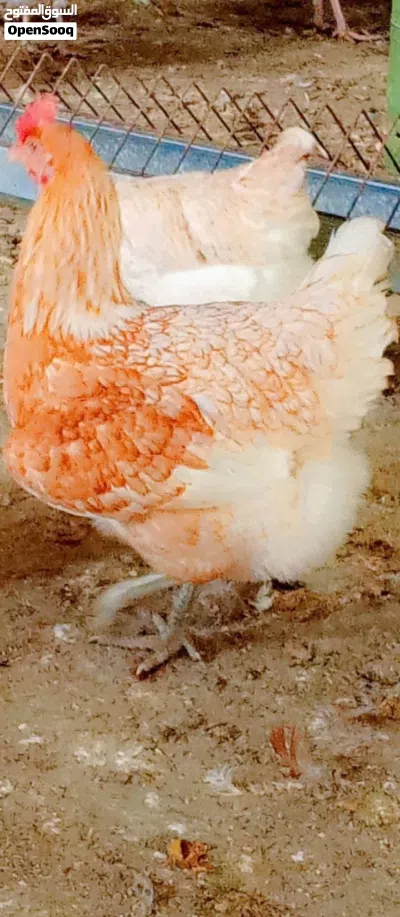 بيض دجاج لوهمان براون 3