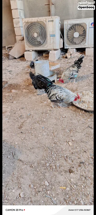 عله 10دجاج 3