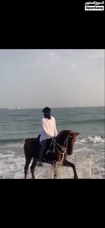 خيل عربي اصيل للبيع 2