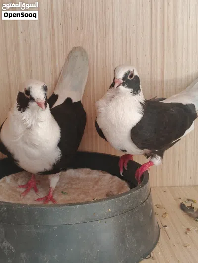 ارفل بسود ابو الوردة امفول طيرة وفحل مكفول الصحه والجسم حلو وطيب علم أن سعرهم ازيد من خمسة وثلاثين 2