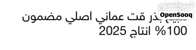 للبيع بذر قت عماني اصلي مضمون 100% انتاج 2025 4