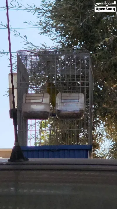 جغل (هجين) الفردون صوت الله يبارك 4