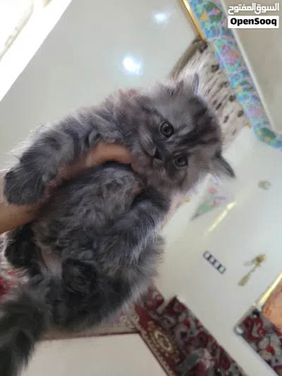 قطط شيرازيه متدربه العمر شهرين لعوبه ولوان نادره 3
