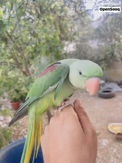 ذكر ببغاء درة نيبالي 2