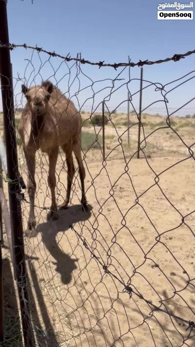 قعود للبيع 3