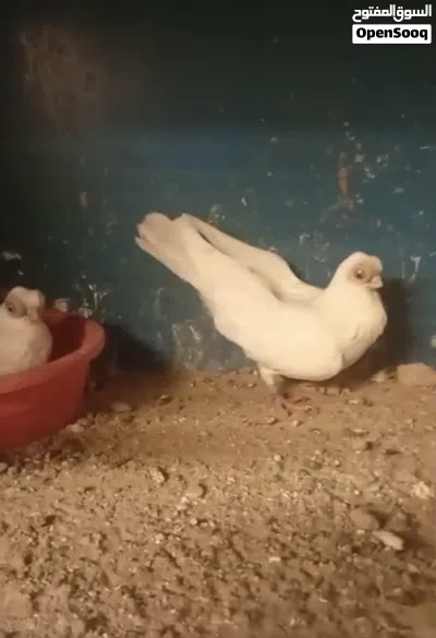 زوجين جعافر بيض مع الانتاج 3