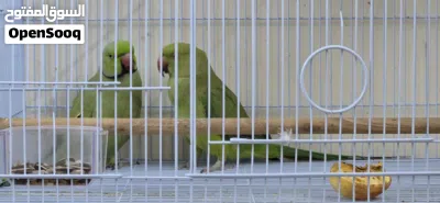 Ring neck parrots 3
